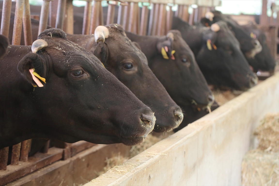 先進技術とこれからの畜産Ⅳ 〜ゲノミック評価による牛群改良の成果